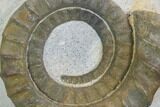 Devonian Ammonite (Anetoceras) - Morocco #99955-1